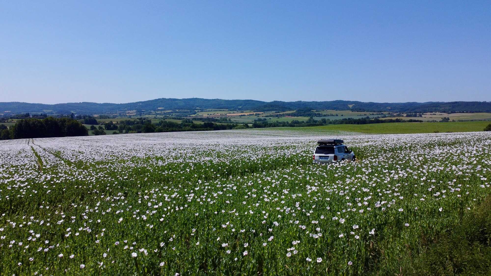 Toyota Land Cruiser v makovém poli, kdesi v Českém Meránu